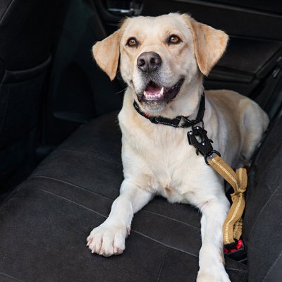 Ceinture de sécurité pour chien | JappySécureBalade™ : Élasticité amortissante