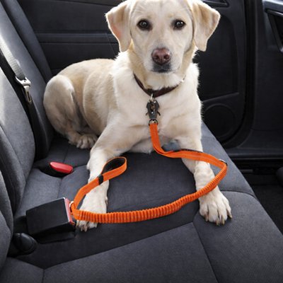 Ceinture de sécurité pour chien | JappySécureBalade™ : Longueur ajustable