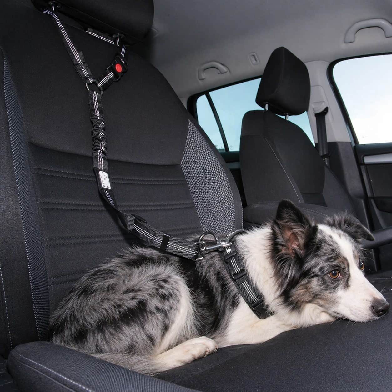 Ceinture de sécurité pour chien | JappyToutouSafe2™ - Jappy Toutou