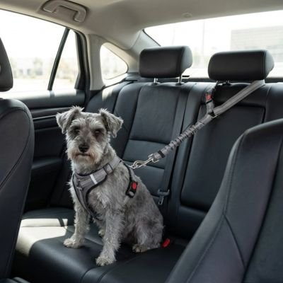 Ceinture de sécurité pour chien • JappyToutouSafe™ : toute race