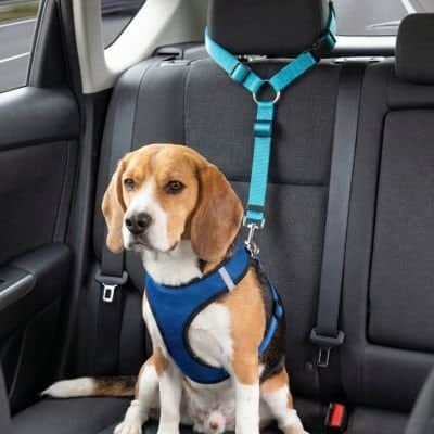 Ceinture de sécurité pour chien • JappyTrajet Serein™ - Jappy Toutou
