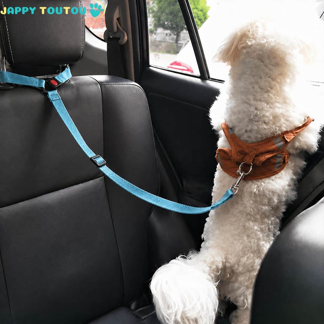 Ceinture de sécurité pour chien • JappyTrajet Serein™ - Jappy Toutou