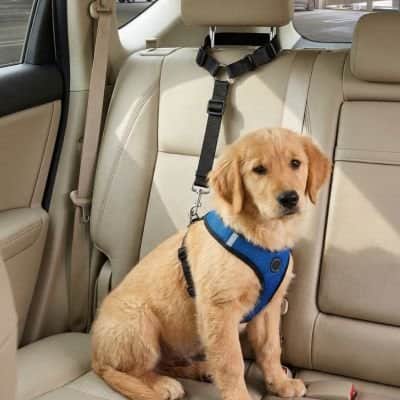 Ceinture de sécurité pour chien • JappyTrajet Serein™ - Jappy Toutou