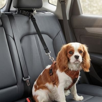 Ceinture de sécurité pour chien • JappyTrajet Serein™ : Longueur réglable