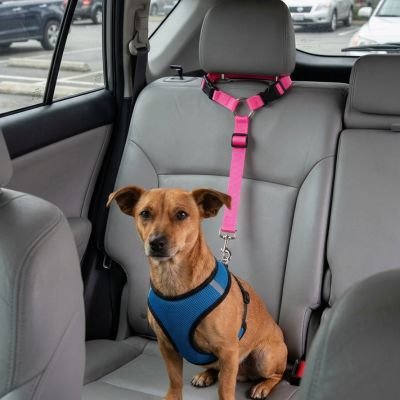 Ceinture de sécurité pour chien • JappyTrajet Serein™ : Sangle renforcée résistante