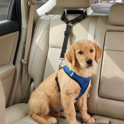 Ceinture de sécurité pour chien • JappyTrajet Serein™ : Bande élastique