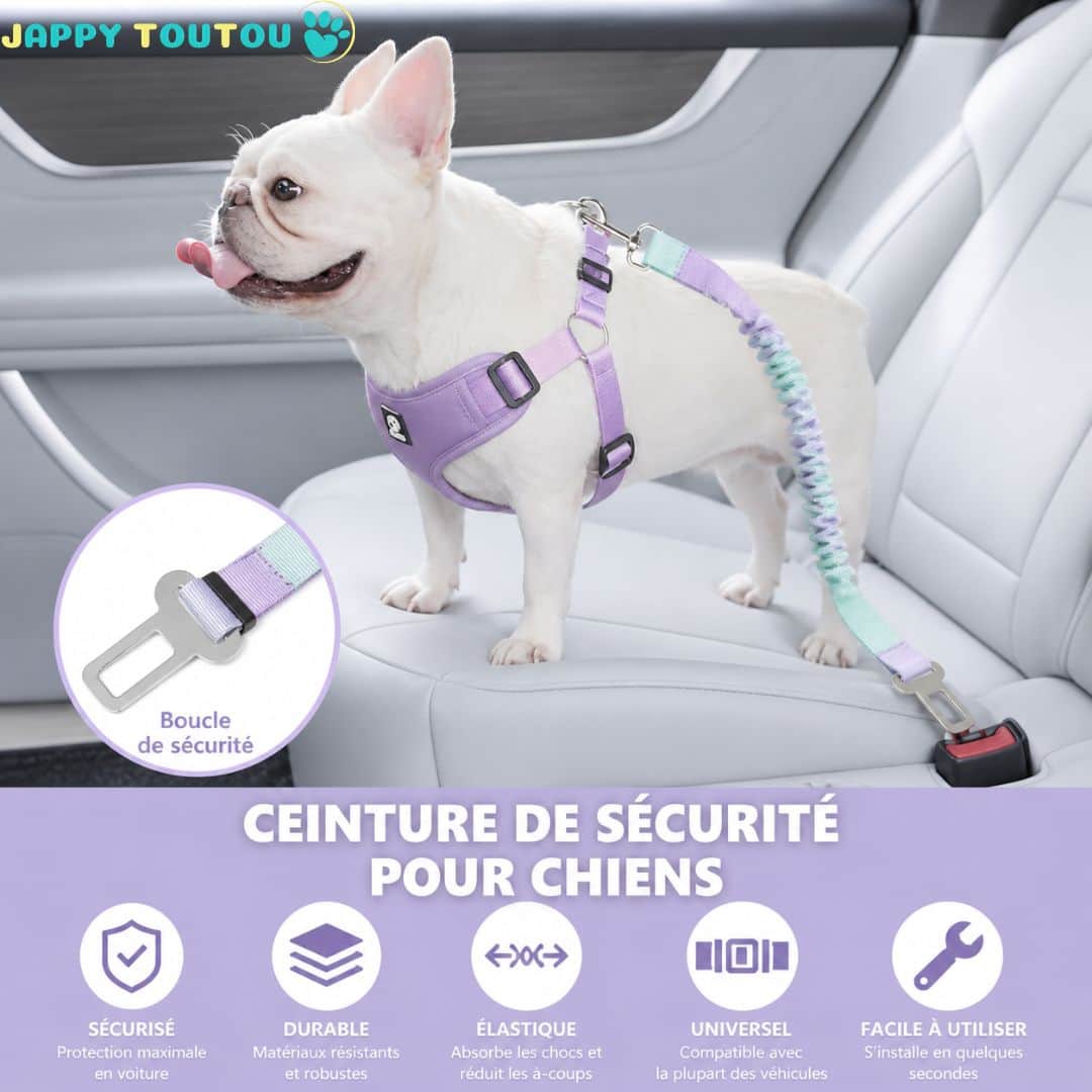 Ceinture de sécurité pour chien | JappyVoyage™ - Jappy Toutou