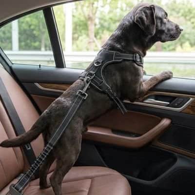 Ceinture de sécurité pour chien  • Protection JappyRide™ : Matériaux résistants