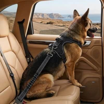 Ceinture de sécurité pour chien  • Protection JappyRide™ : Longueur modulable