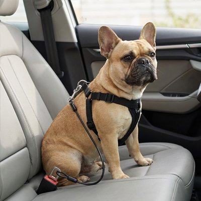 Ceinture de sécurité pour chien • Sangle Auto JappySérénité™ : Fixation universelle 