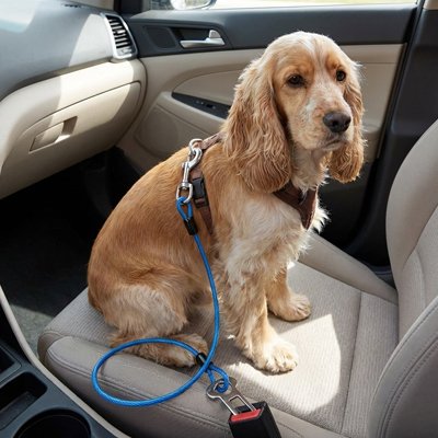 Ceinture de sécurité pour chien • Sangle Auto JappySérénité™ : Harnais ajustable  
