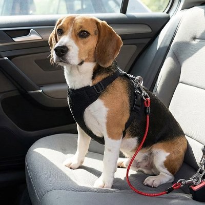 Ceinture de sécurité pour chien • Sangle Auto JappySérénité™ :  Prévention des distractions