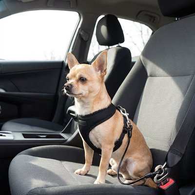 Ceinture de sécurité pour chien • Sangle Auto JappySérénité™ : Sangle élastique  