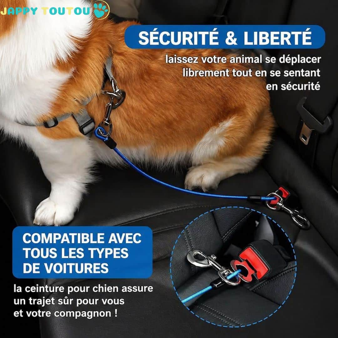 Ceinture de sécurité pour chien | Sangle Auto JappySérénité™ - Jappy Toutou