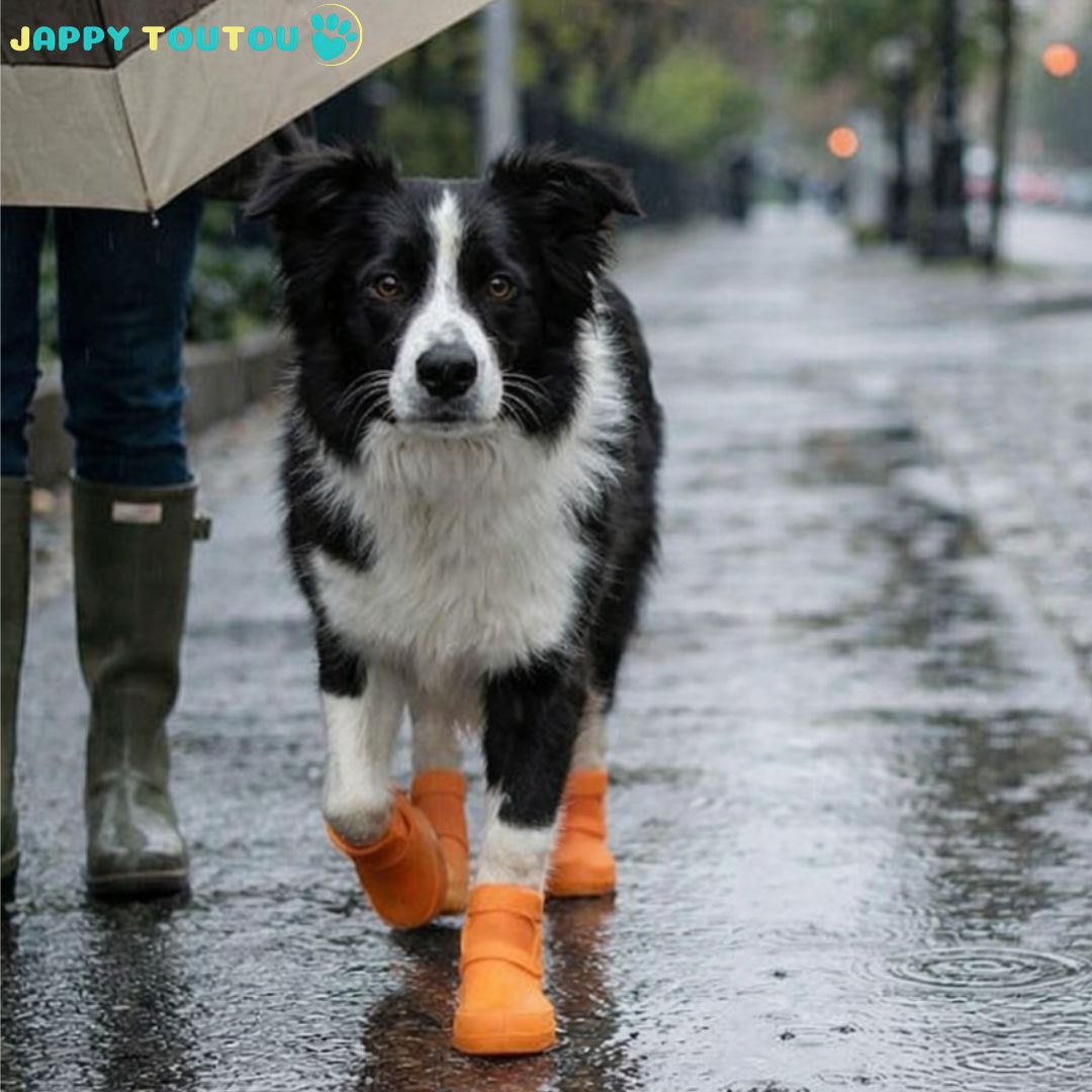 chaussure chien | Chaussure Chien • JappyProtect™ Confort - Jappy Toutou