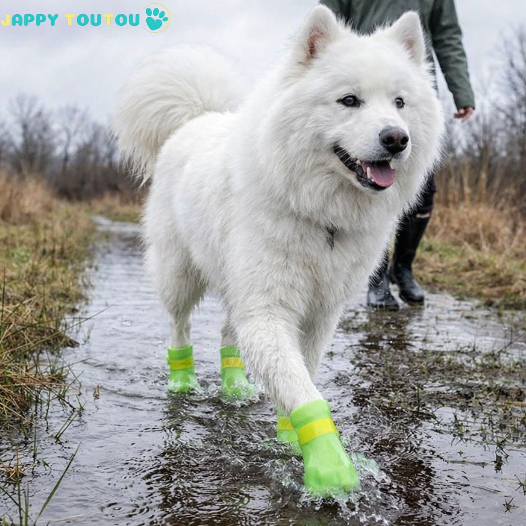 chaussure chien | Chaussure Chien • JappyProtect™ Confort - Jappy Toutou