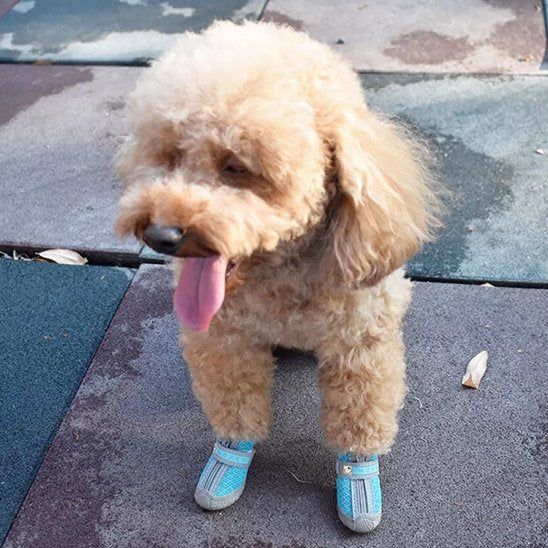 chaussure chien • JappyWalk™ : Confort optimisé