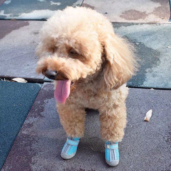 chaussure chien | JappyWalk™ résistantes - Jappy Toutou