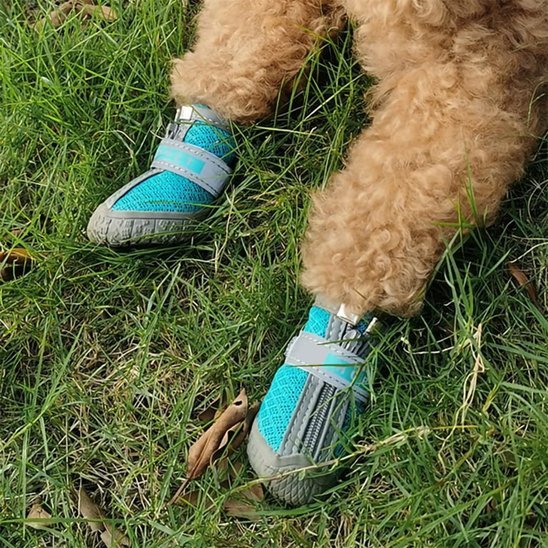 chaussure chien | JappyWalk™ résistantes - Jappy Toutou