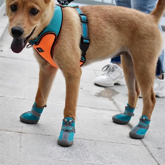 chaussure chien | JappyWalk™ résistantes - Jappy Toutou