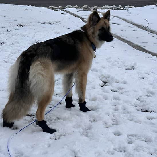 Chaussures chien | Confort PawSoft™ - Jappy Toutou