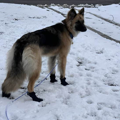 Chaussures chien | Confort PawSoft™ - Jappy Toutou