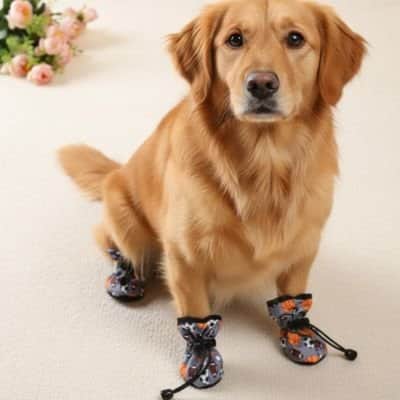 Chaussures pour Chien •Jappy-Confort Urban: Polyvalence d'usage