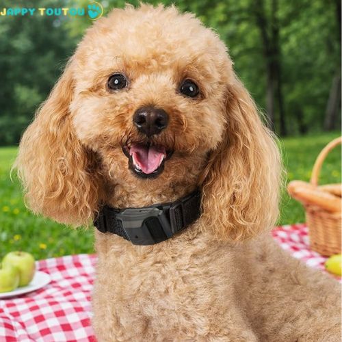 Collier anti aboiement petit chien | AntiBark™ - Jappy Toutou