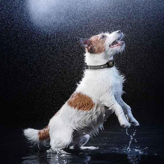 Collier anti aboiement petit chien - ÉducaDog™ - Jappy Toutou