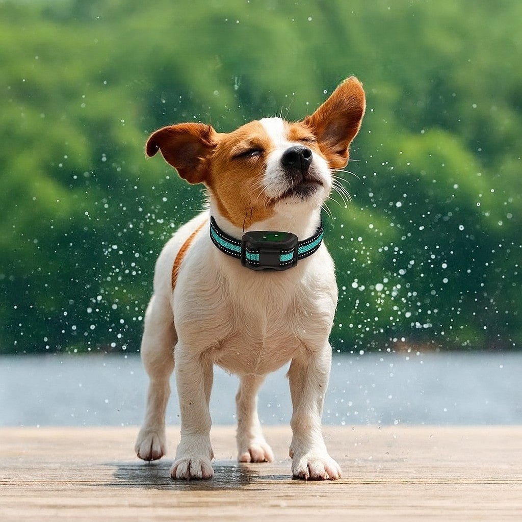 Collier anti aboiement petit chien / WoufSecur™ - Sans choc - Jappy Toutou