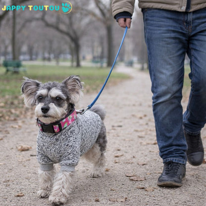 Collier Chien | Coloré • Jappy2Classic™ - Jappy Toutou