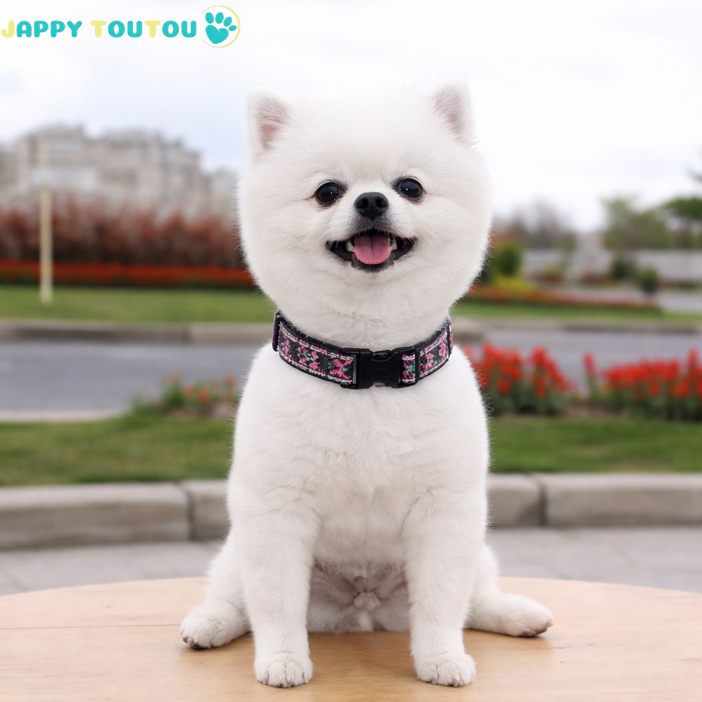 Collier Chien | Coloré • Jappy2Classic™ - Jappy Toutou
