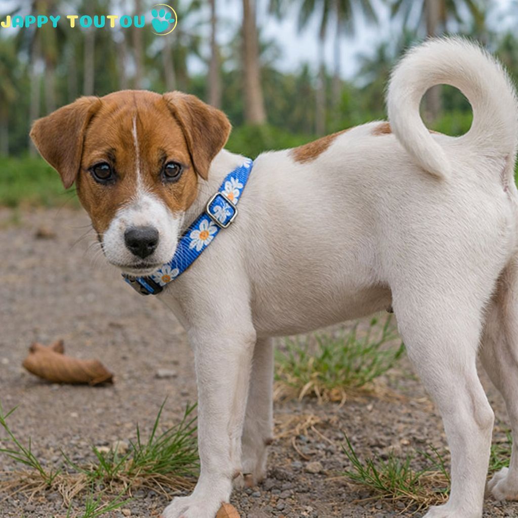 Collier Chien | Coloré • Jappy2Classic™ - Jappy Toutou