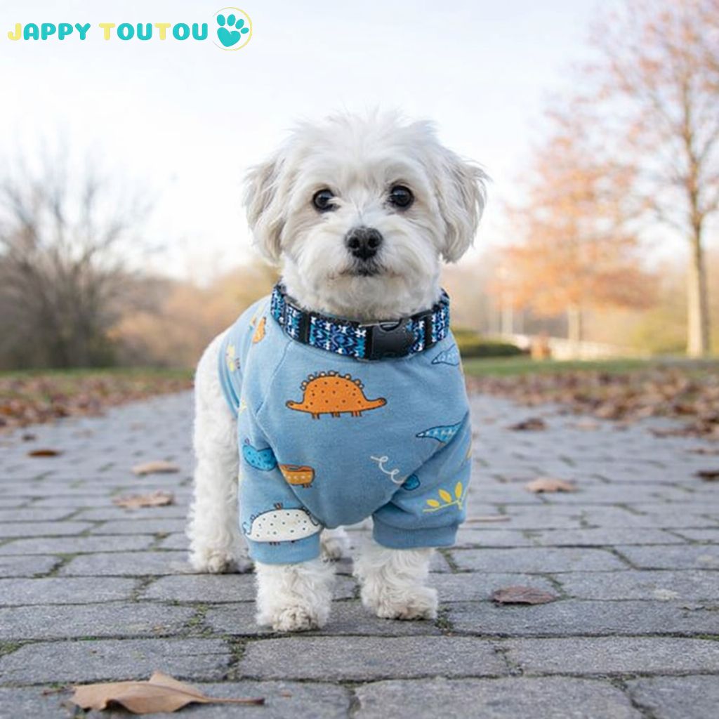 Collier Chien | Coloré • Jappy2Classic™ - Jappy Toutou