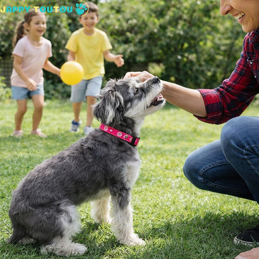 Collier Chien | confort coloré • Jappy4Classic™ - Jappy Toutou