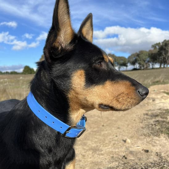 Collier chien - Le Fidèle2™ : Sécurité, style pour votre toutou - JappyToutou