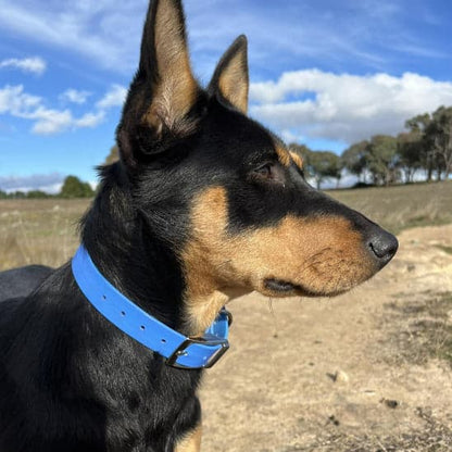 Collier chien - Le Fidèle2™ : Sécurité, style pour votre toutou - JappyToutou