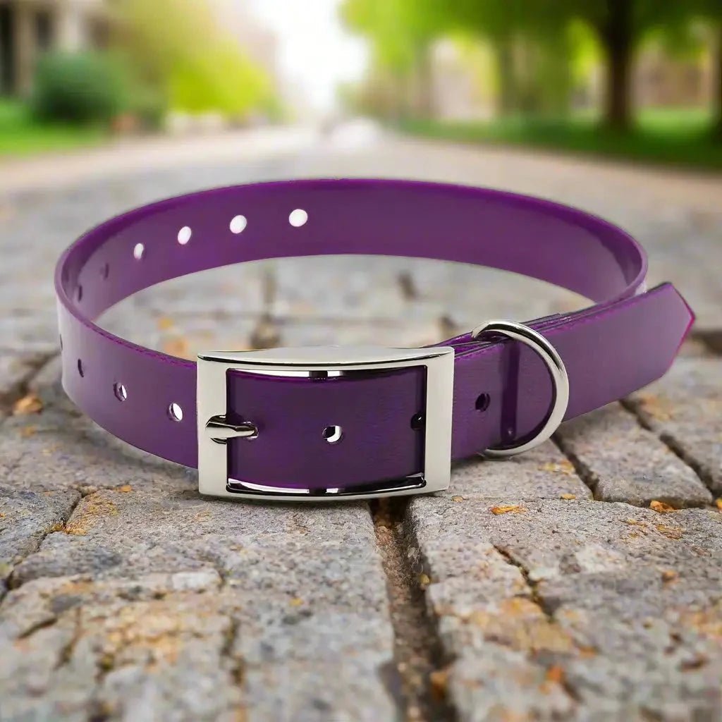 Collier chien-Le Fidèle™ : préféré de votre Toutou - Jappy Toutou