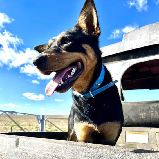 Collier chien - Le Fidèle2™ : Sécurité, style pour votre toutou - JappyToutou