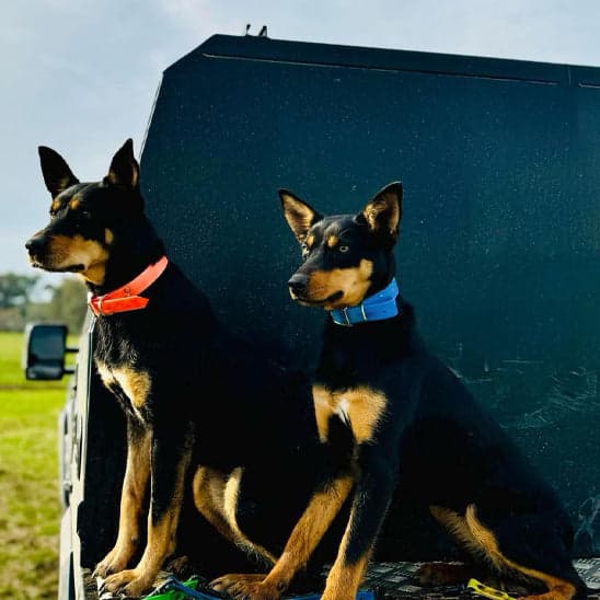 Collier chien - Le Fidèle2™ pour tout toutou