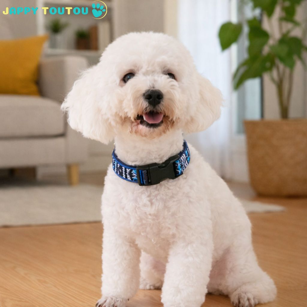 Collier Chien | Résistant • JappyClassic™ - Jappy Toutou