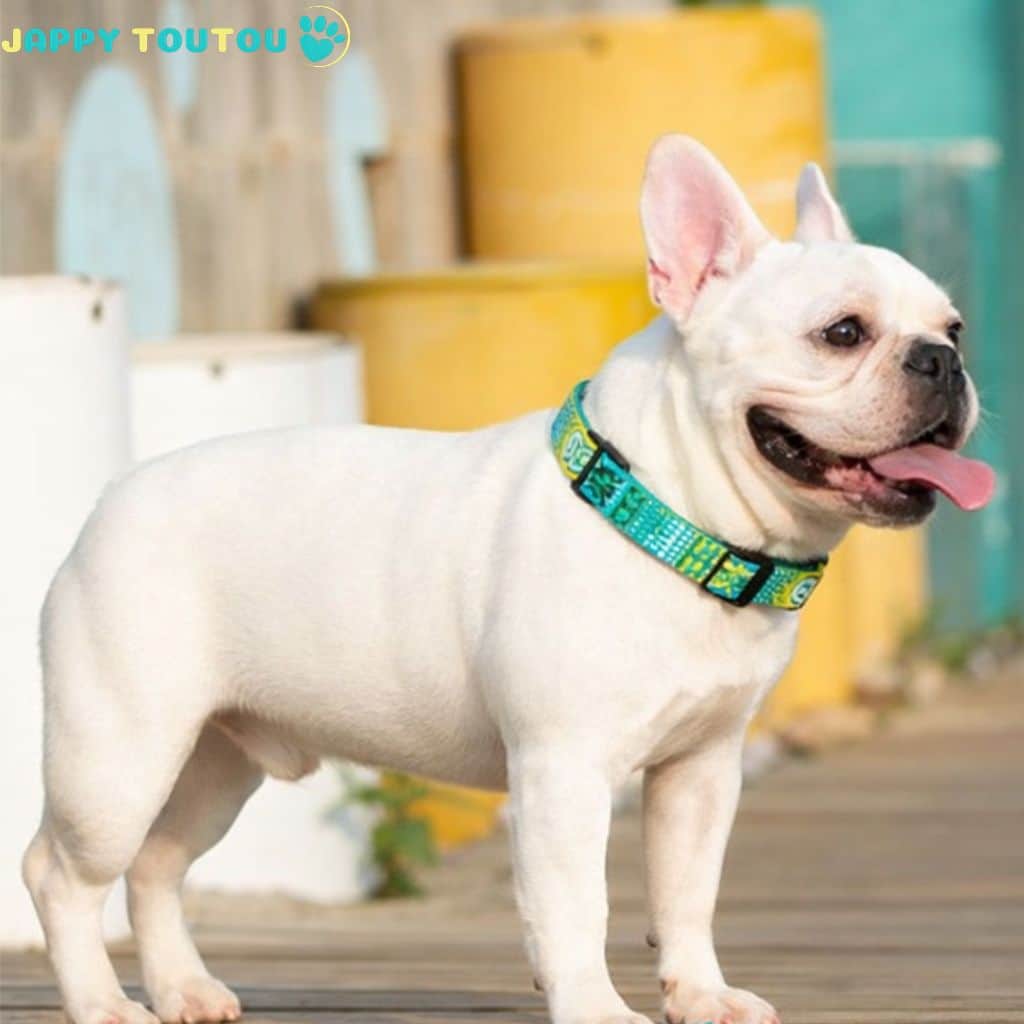 Collier Chien | Résistant • JappyClassic™ - Jappy Toutou