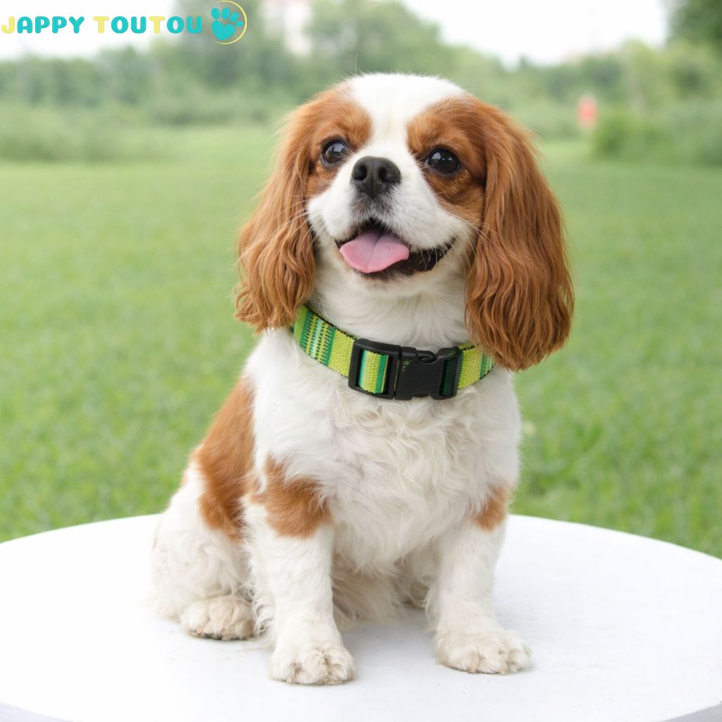 Collier Chien | Résistant • JappyClassic™ - Jappy Toutou