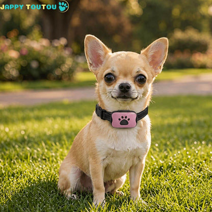 Collier de dressage Chien | Éducation Douce QuietPaw™ - Jappy Toutou