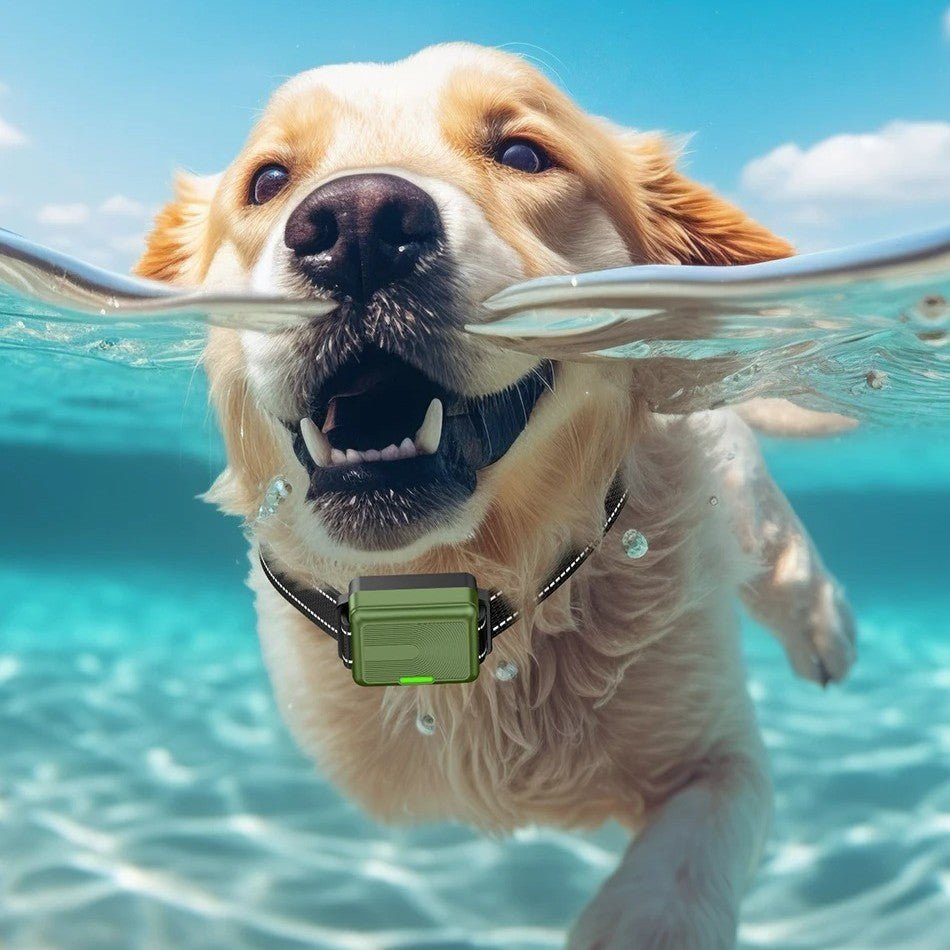 Collier de dressage pour chien Dress'Wouf™ - Jappy Toutou