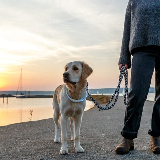 Collier lumineux pour chien-LumiDog™ - Jappy Toutou