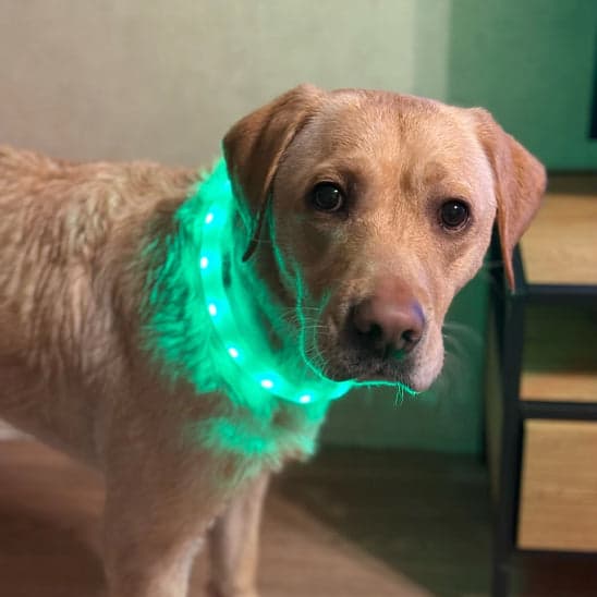 Collier lumineux pour chien-LumiDog™ - Jappy Toutou