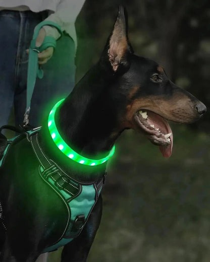 Collier lumineux pour chien-LumiDog™ - Jappy Toutou