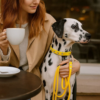 Collier pour chien-Bandit de Rue-2™ - Jappy Toutou