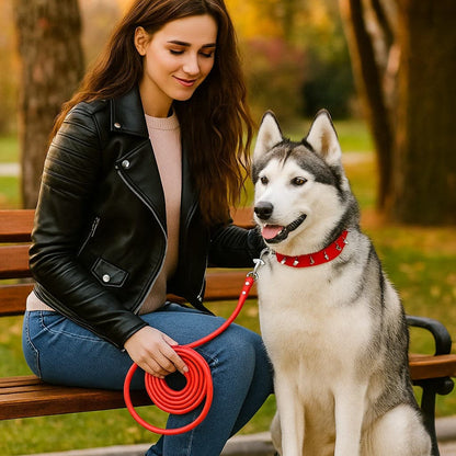 Collier pour chien-Bandit de Rue-2™ - Jappy Toutou